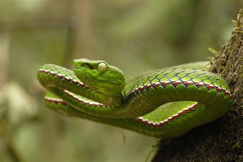 pit viper.